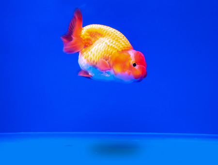 Goldfish in in blue screenの写真素材