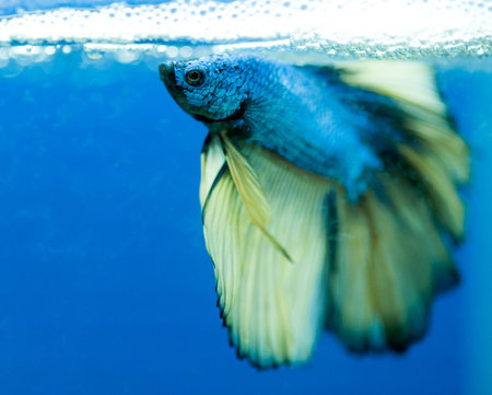 siamese fighting fish , betta isolated on blue background.の写真素材