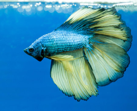 siamese fighting fish , betta isolated on blue background.の写真素材