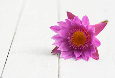 Macro of waterlily on the wood backgroundの写真素材