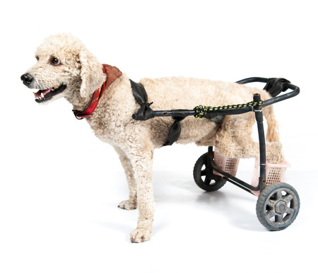 dog in a wheelchair in front of a white backgroundの写真素材