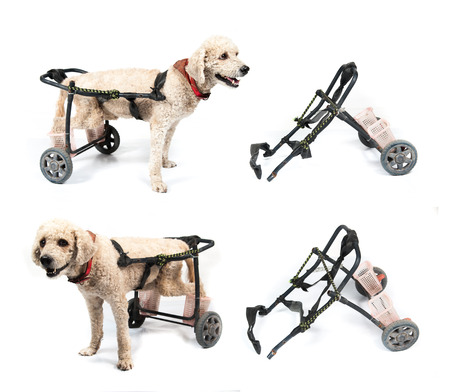dog in a wheelchair in front of a white backgroundの写真素材