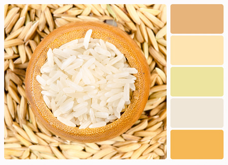 rice and paddy , colour palette swatches.の写真素材