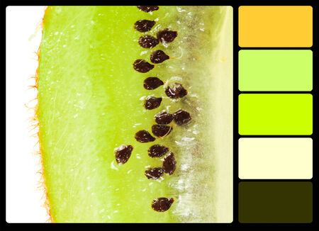 Close up on Kiwi fruit , colour palette swatches.の写真素材