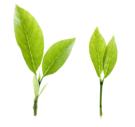Green tea leaf isolated on white background.の写真素材