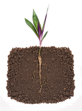 young plant with exposed roots in soilの写真素材