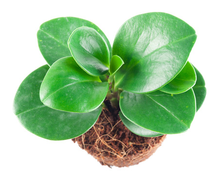 Young plant in pot isolated on the white backgroundsの写真素材