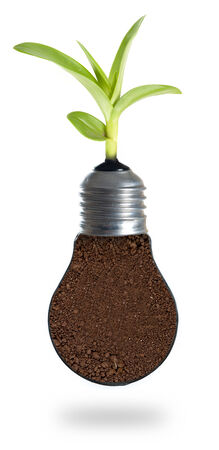 Eco concept: green tree growing out of a bulb.の写真素材