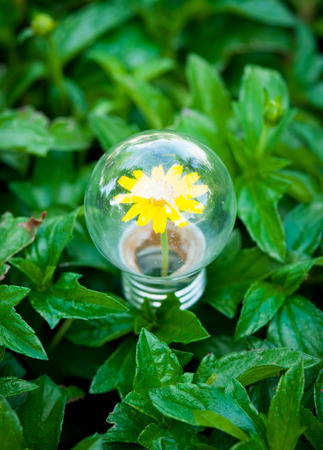 Light Bulb on green grass with Flower insideの写真素材