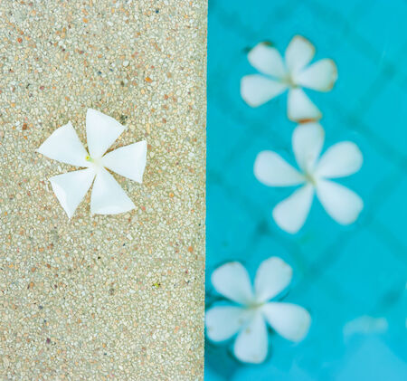 Tropical flower Plumeria on swimming poolの写真素材