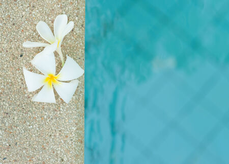 Tropical flower Plumeria on swimming poolの写真素材