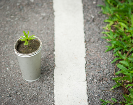plant on streetの写真素材