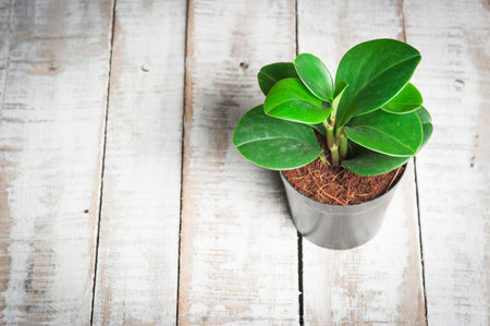 Young plant in pot on White wooden backgroundの写真素材