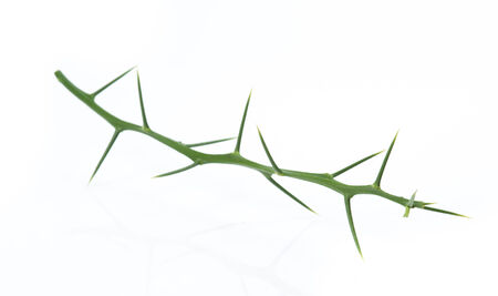 Tree thorns isolated on white backgroundの写真素材