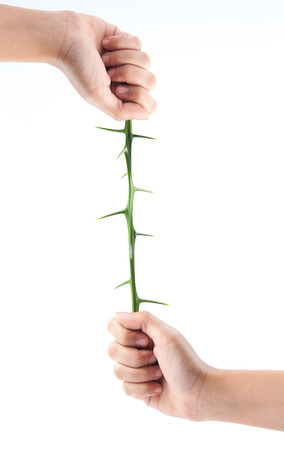 Tree thorns in hand isolated on white backgroundの写真素材