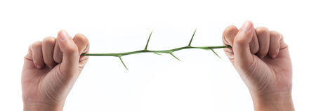 Tree thorns in hand isolated on white backgroundの写真素材