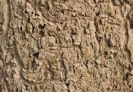 Old Wood Tree Texture Background Patternの写真素材