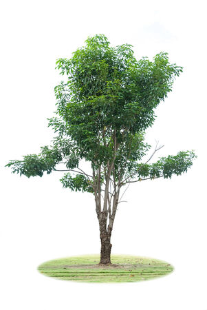 Single young tree with green leaves isolated on white backgroundの写真素材