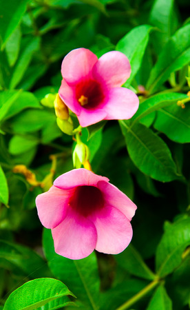 pink Mandevilla flowers and bud in gardenの写真素材