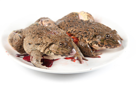 chop frog ready to eat,Thailandの写真素材