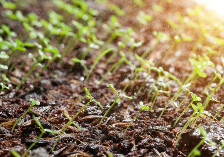 Group of the beginnings in soil, Artistic selective focusの写真素材