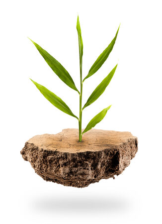 Plant Tree growing on a floating island on whiteの写真素材
