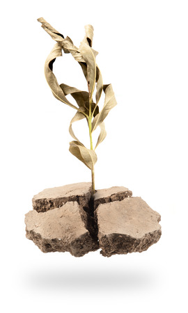 Dead Plant growing on a floating island on whiteの写真素材