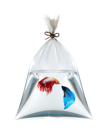 fighting fish in plastic bag on white の写真素材