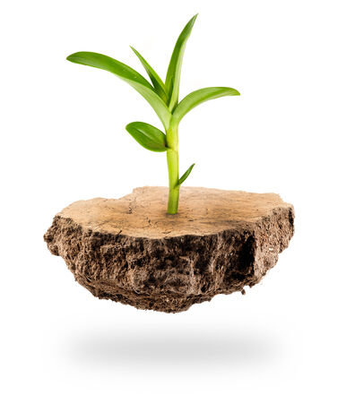 Plant Tree growing on a floating island on whiteの写真素材