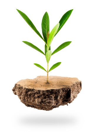 Plant Tree growing on a floating island on whiteの写真素材