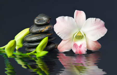 orchid and hot stones Wellness and Spa Image,dark の写真素材