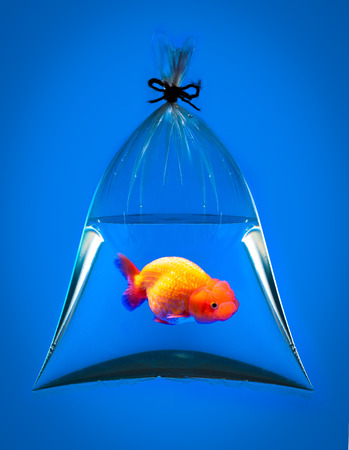 goldfish in plastic bag on blue の写真素材