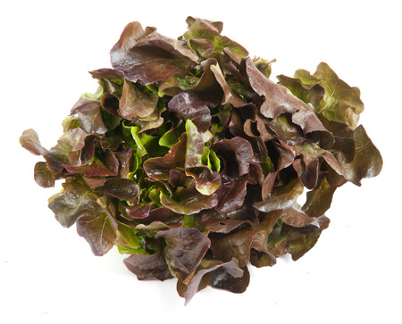 Oak Leaf lettuce isolated on white backgroundの写真素材