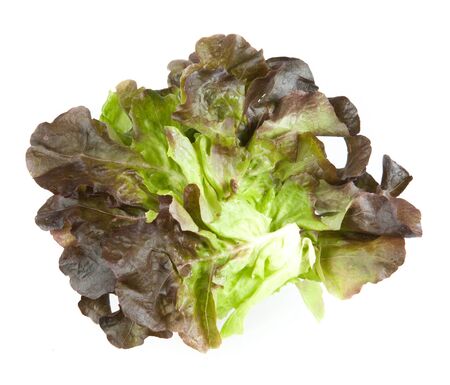 Lollo Rosso lettuce leaf isolated on white backgroundの写真素材