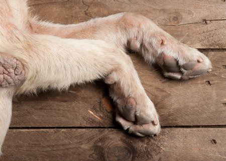 dog feet and legs on woodの写真素材