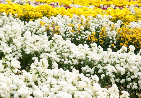Beautiful flowers of chrysanthemumsの写真素材