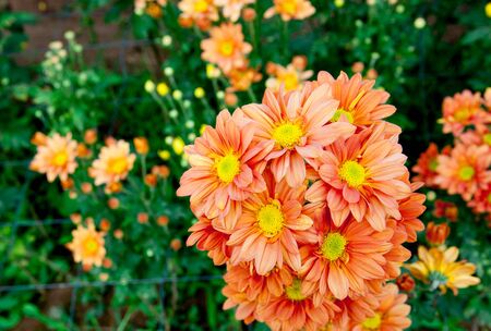 chrysanthemum flowersの写真素材