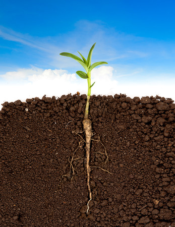 Growing plant with underground root visible and blue skyの写真素材