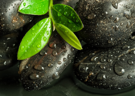 beautiful spa concept of green leaf on zen basalt stones with water drops on pebbleの写真素材