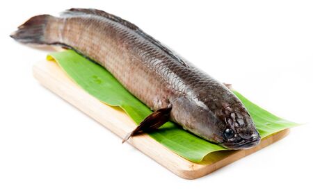 Giant snakehead fish on white backgroundの写真素材