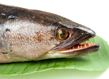 Giant snakehead fish on white background.の写真素材