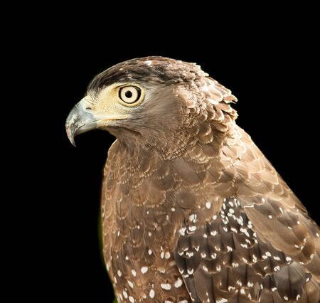 Red-Tailed Hawk on black background