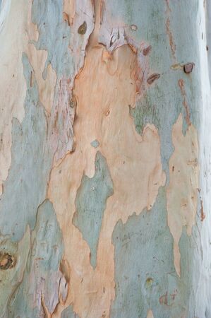 Close up of eucalyptus tree bark, backgroundの写真素材
