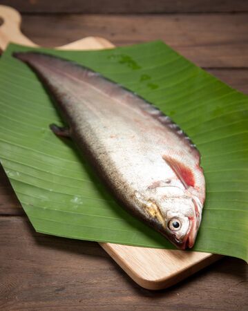 Notopterus chitala fish on old woodの写真素材