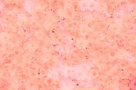 chrysanthemum flower,soft color and blur style for backgroundの写真素材