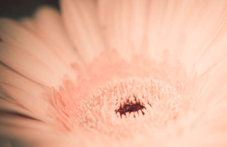 chrysanthemum flower,soft color and blur style for backgroundの写真素材
