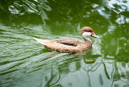 mandarin duck (female) swims on the surface of waterの写真素材