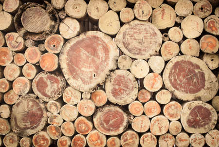 Cross section of the timber for the background.の写真素材