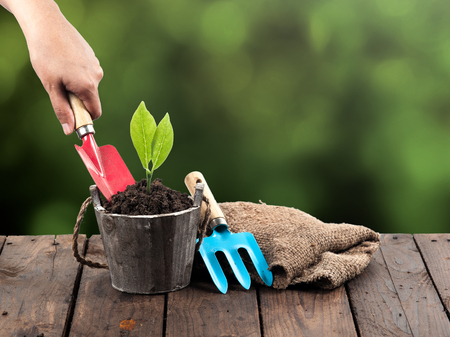 Plant in pot and garden tools on perspective wood,Green bokeh backgroundの写真素材