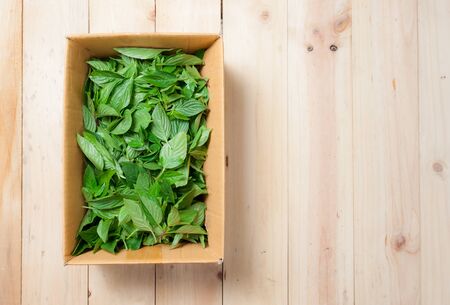 Fresh organic basilic leaves on a woodenの写真素材